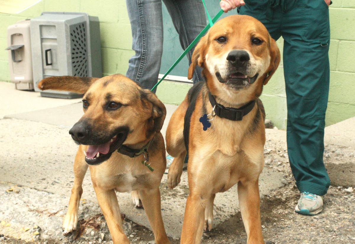 Following Heroic Rescue Dogs Reunited With Their Owner Local Mtstandard Com