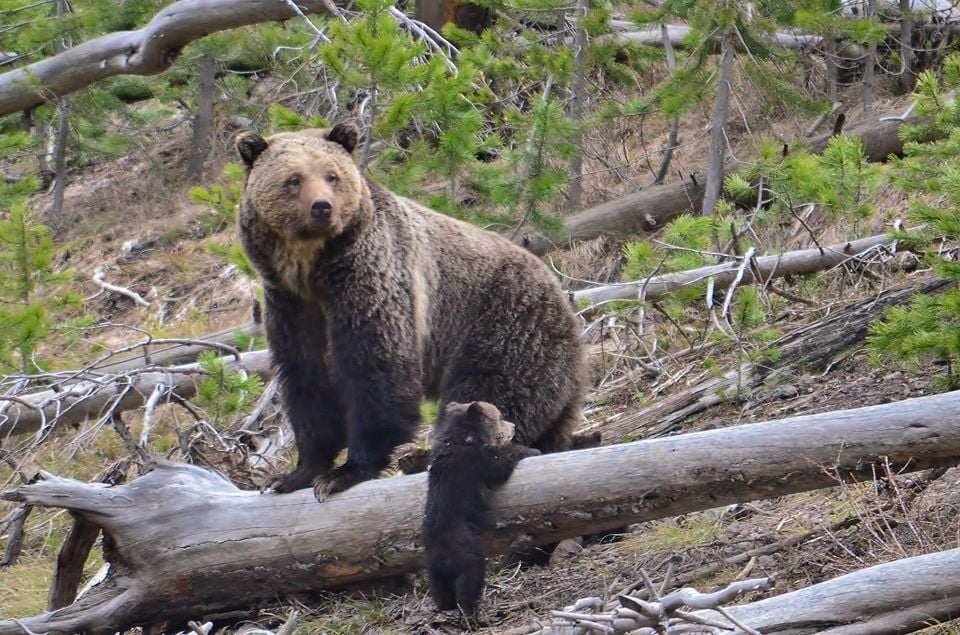 Grizzly bear
