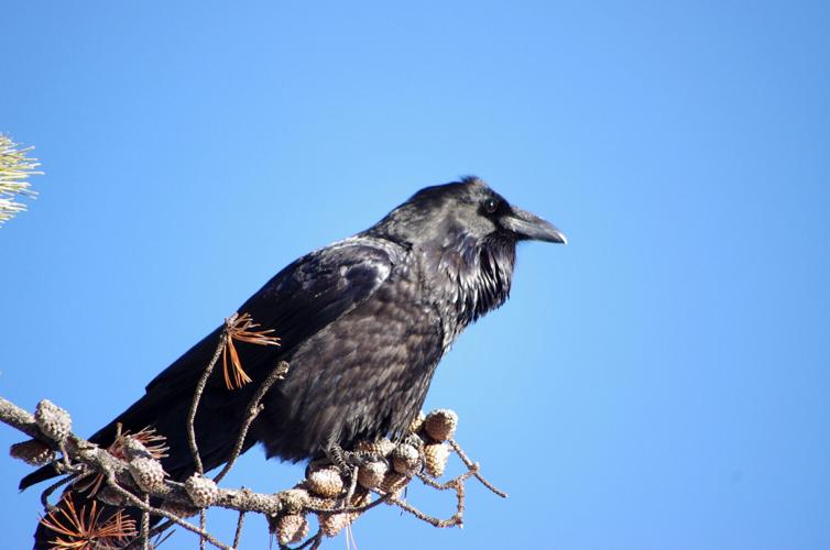 'Raven joy': As acrobats, croakers and tricksters big birds capture ...