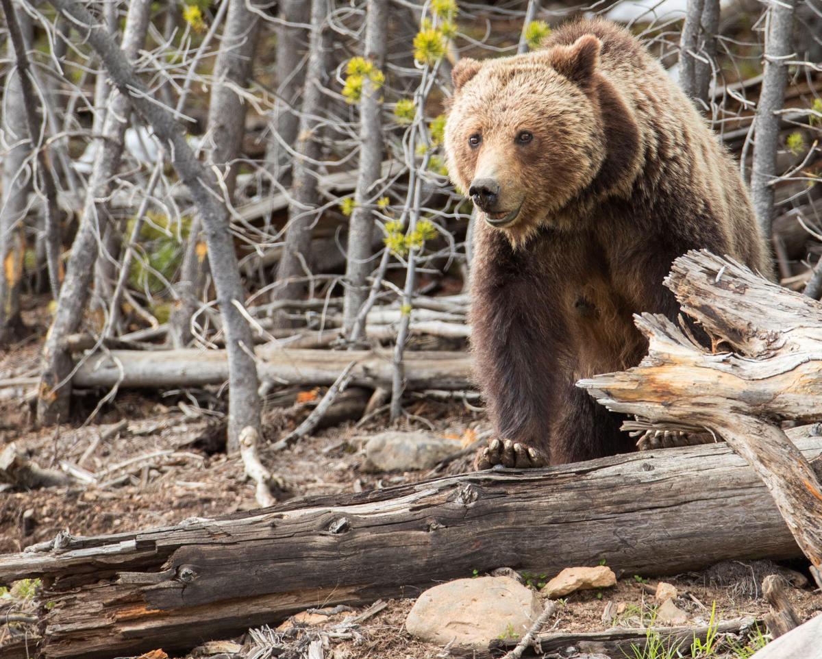 Grizzly bear