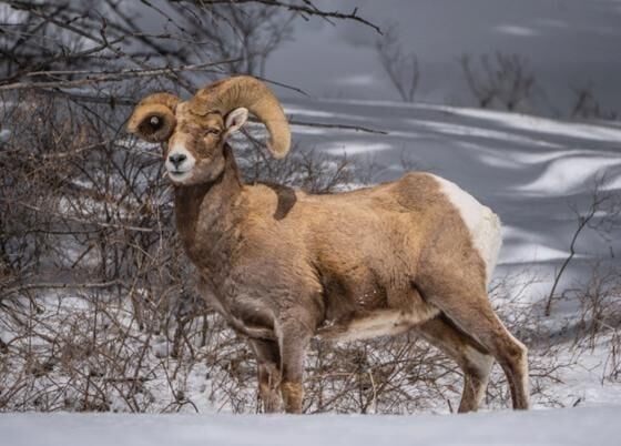 Bighorn ram with deformed horn dies