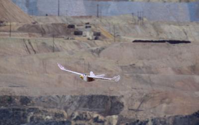 bird drone