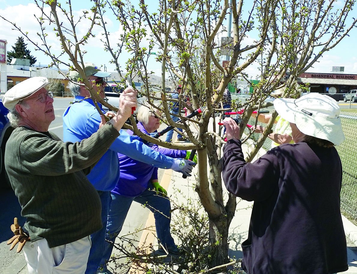 Mayer Tree Service - Your Local Tree Removal Experts (978) 768-6999