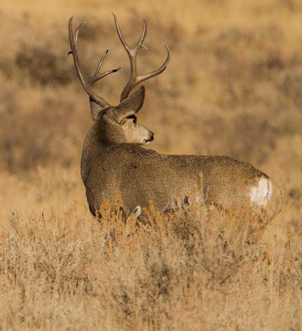 Alabama aims to stop spread of fatal deer disease after second