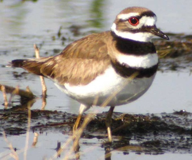 Killdeer is area’s mostseen plover Outdoors