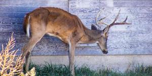 CWD detected for first time in hunting district 311 near Cardwell