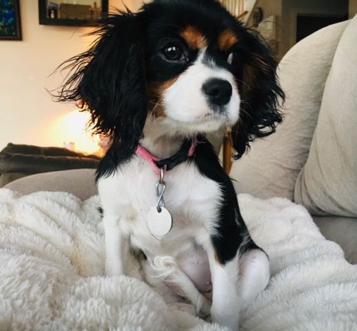 fatal epilepsy in king charles cavalier