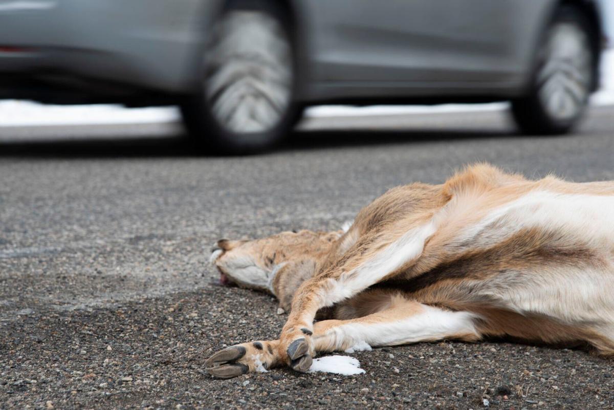 US awards $110 million to reduce wildlife car collisions