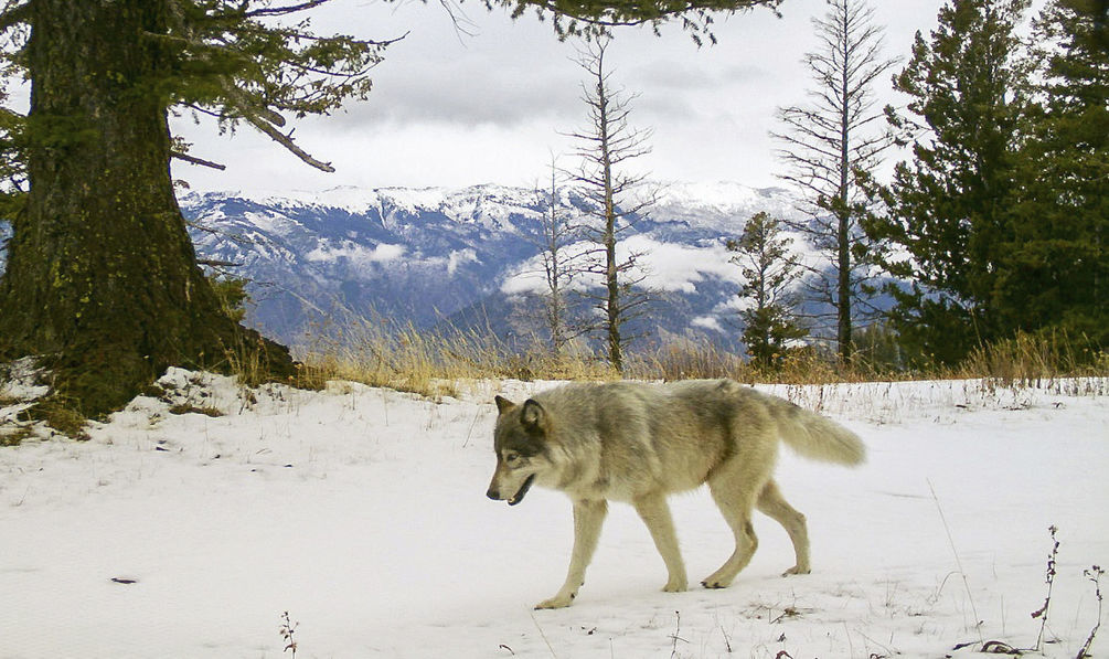 Wolves kill llamas near Butte