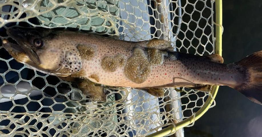 State focuses on research to remedy trout woes in SW Montana - Vimarsana News