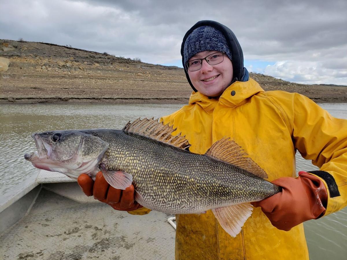Millions of walleye fry, fingerlings stocked in Eastern Montana waters