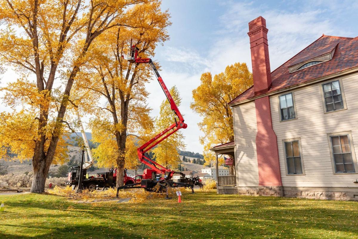 Tree trimming