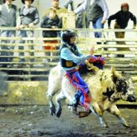 Miniature bull riding