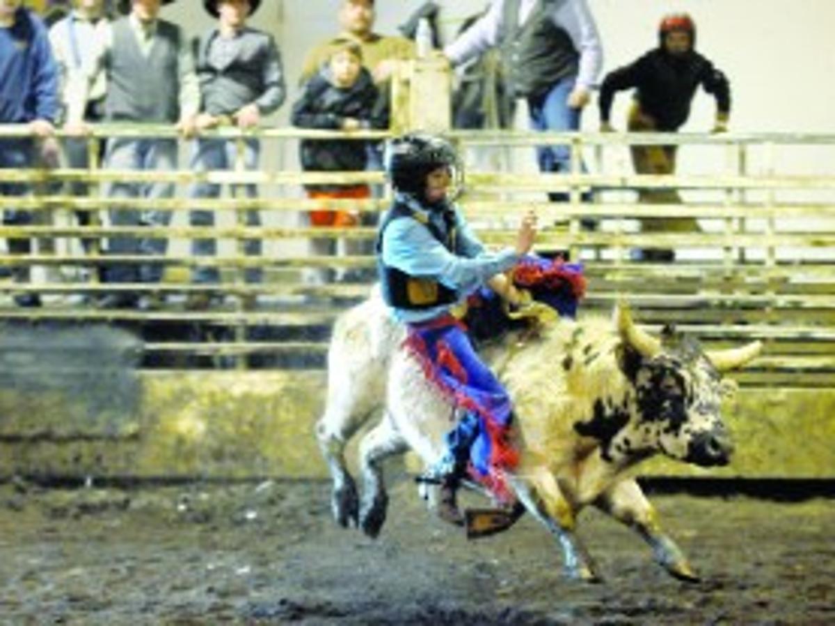 Miniature Bull Riding Local Mtstandard Com