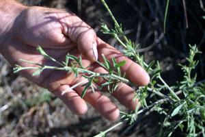 Goats controlling knapweed invasion on East Ridge