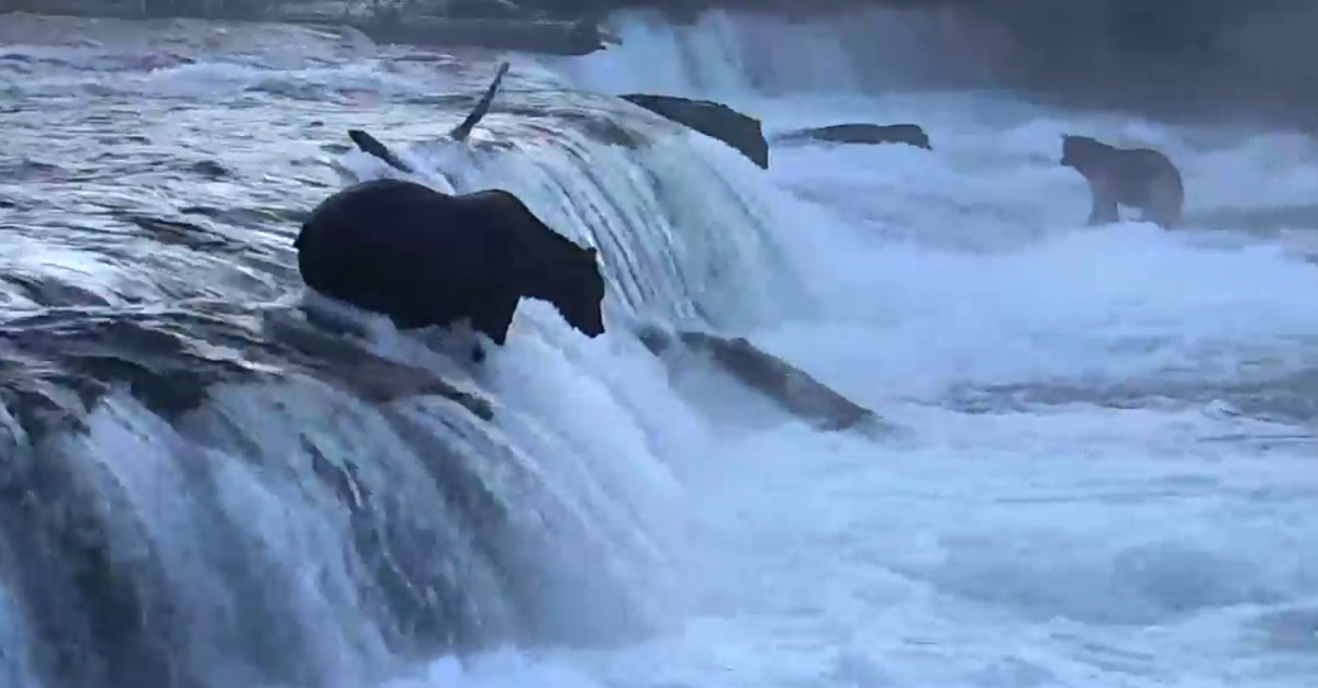 bear cam watch bears