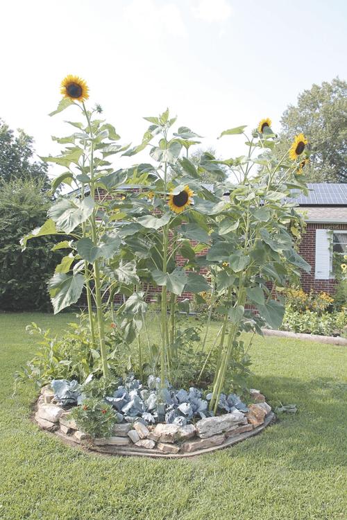 Here come the sunflowers