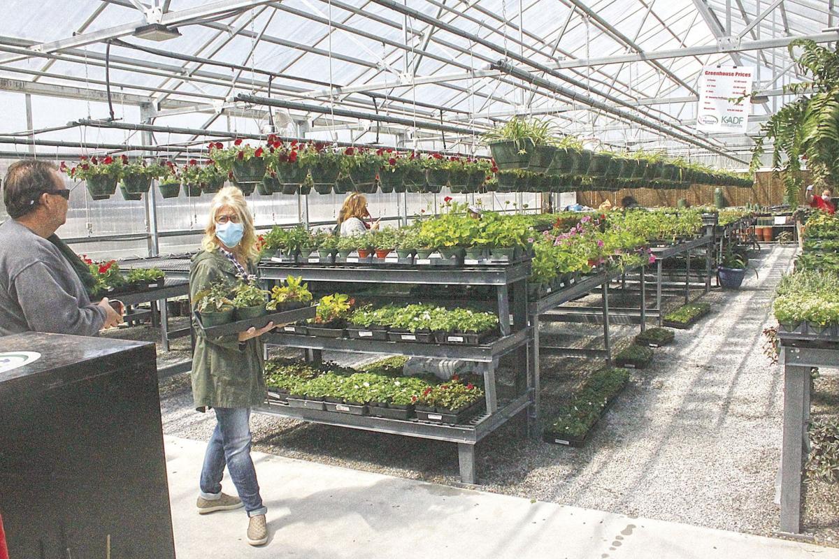 Calloway Ffa Plant Sale Gave Community Something To Do Agriculture Murrayledger Com