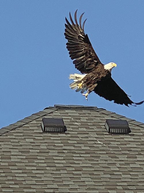 Bald Eagle on the Fourth