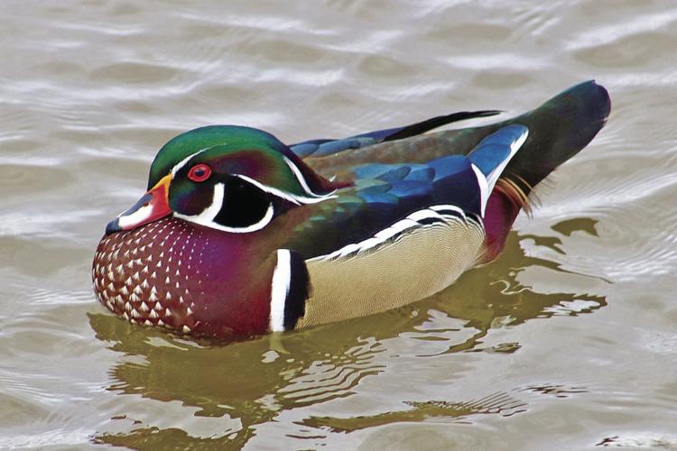 Wood Duck Biology, Life History, and Identification - Waterfowl Profile