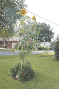 Here come the sunflowers