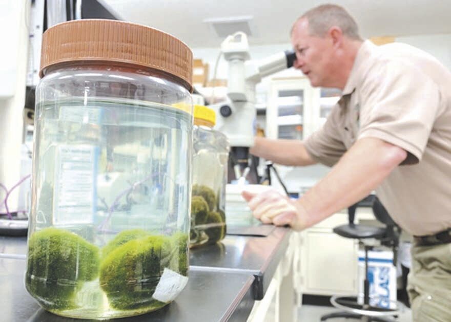 moss balls zebra mussels moss balls zebra mussels