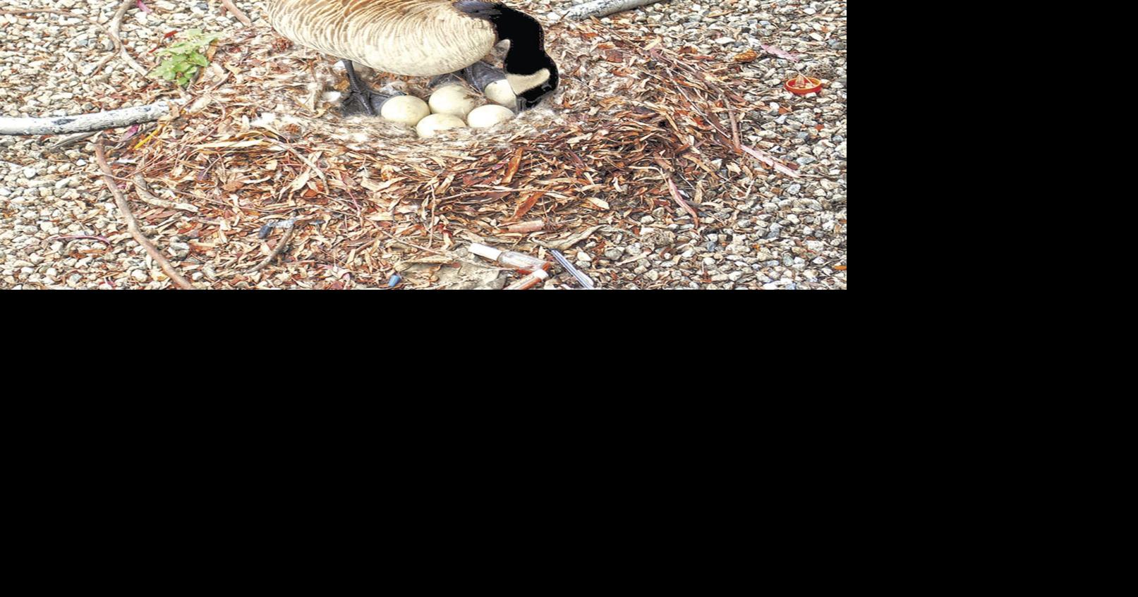 Four Rivers Wildlife: Mother Goose | Sports | murrayledger.com