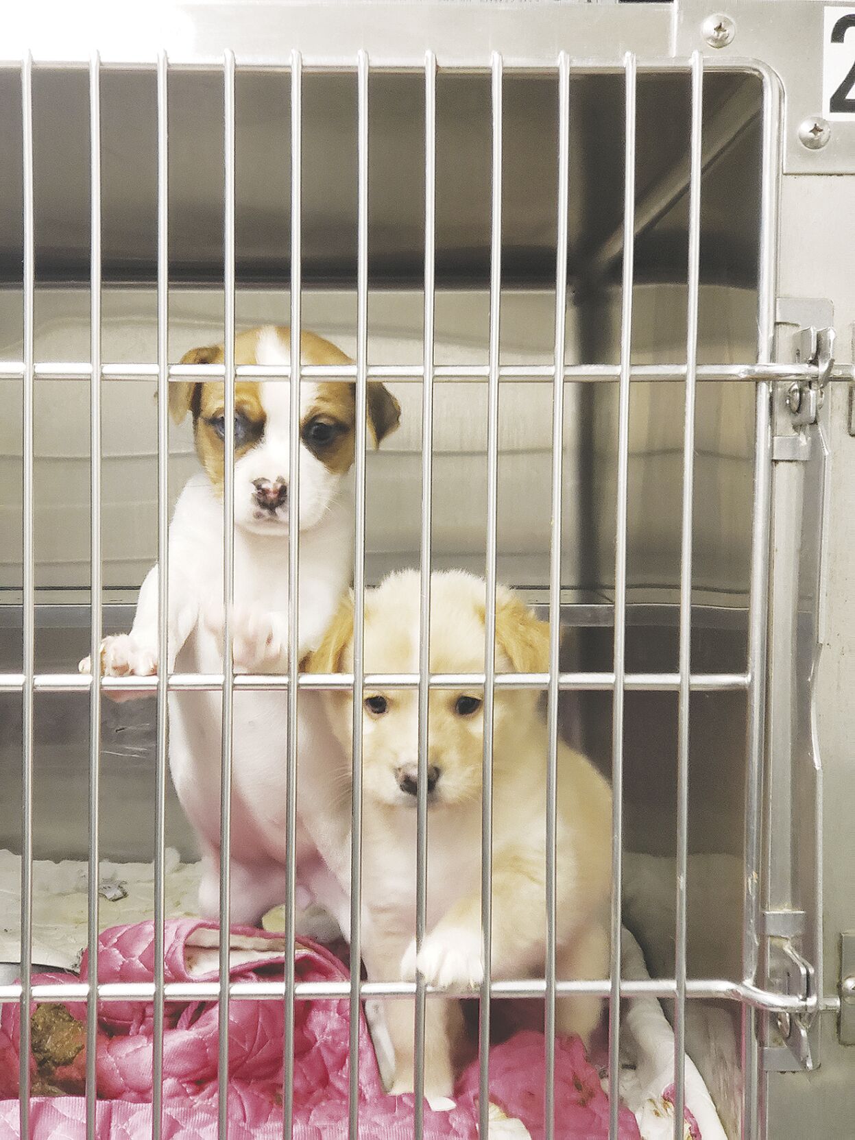 Four legged friends not forgotten in tornado s wake Local News