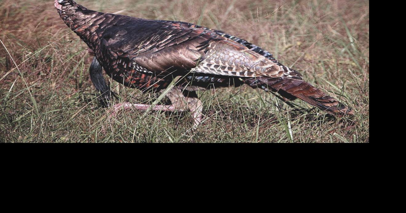 Four Rivers Wildlife: A wildlife Thanksgiving | Opinion | murrayledger.com