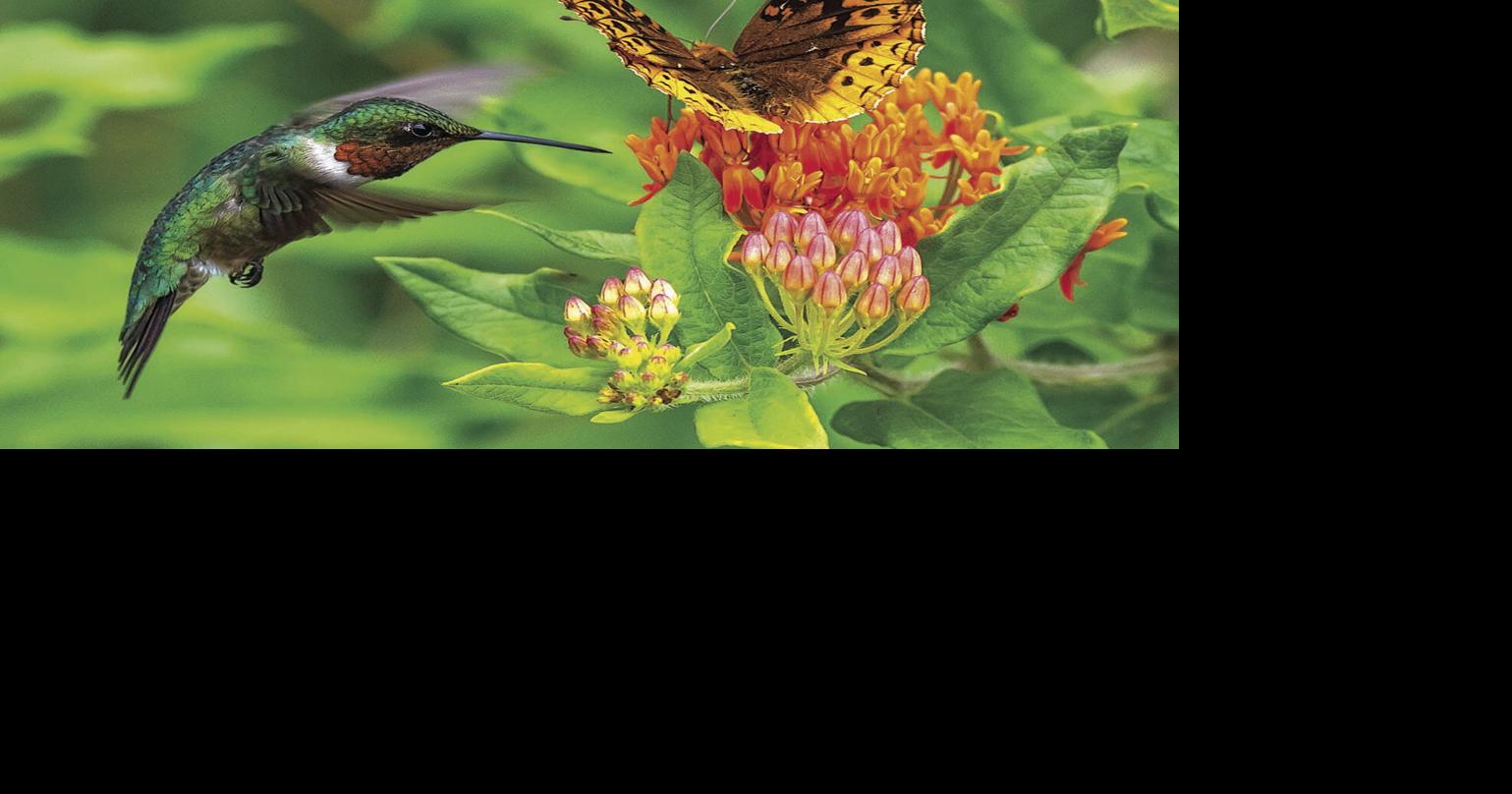 Four Rivers Wildlife: Come outside and blitz! | Sports | murrayledger.com