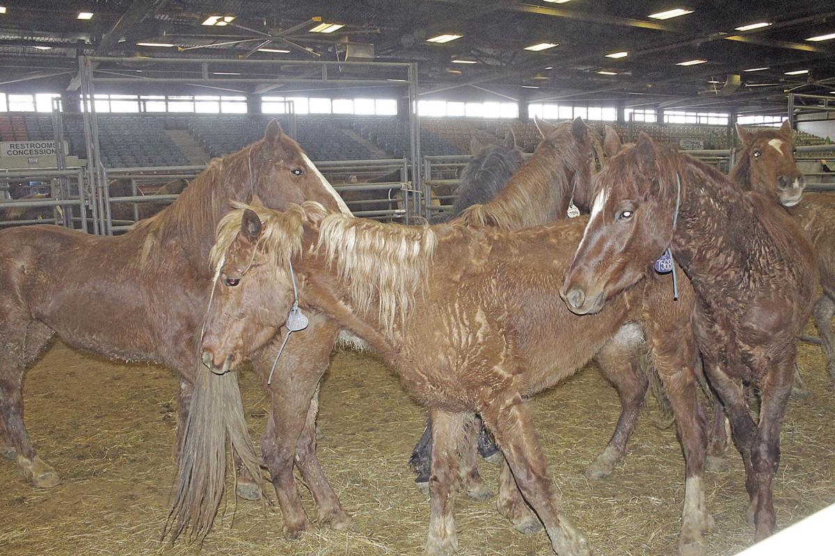 Mustangs May Be Wild But Once Broken They Bring Joy News