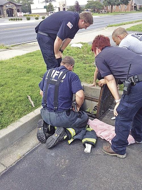 Kitten rescue