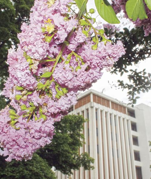 Summer in bloom