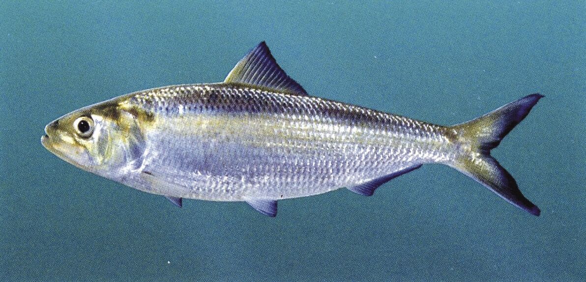 back number3rdデモCD then fish Fish not seen in Kentucky since 1986 may be added to federal