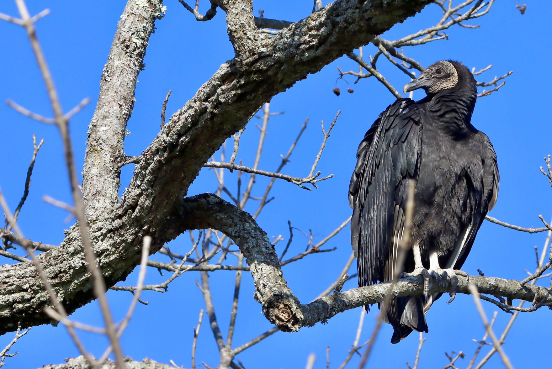 640aab36926d2.image.jpg?crop=