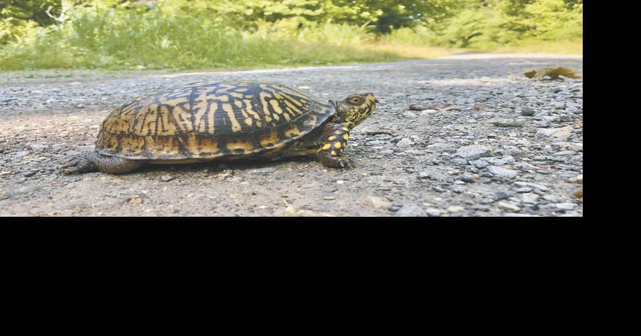 Four Rivers Wildlife | News | murrayledger.com