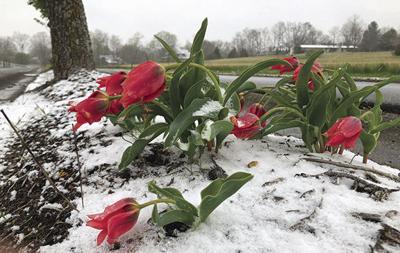 Get April Snow Camellia Images