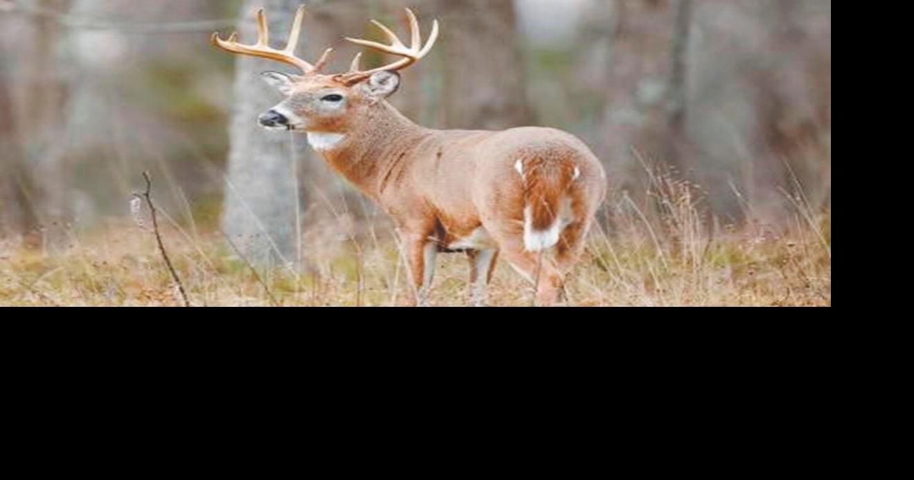 LBL quota deer hunt applications available July 131 State Ap