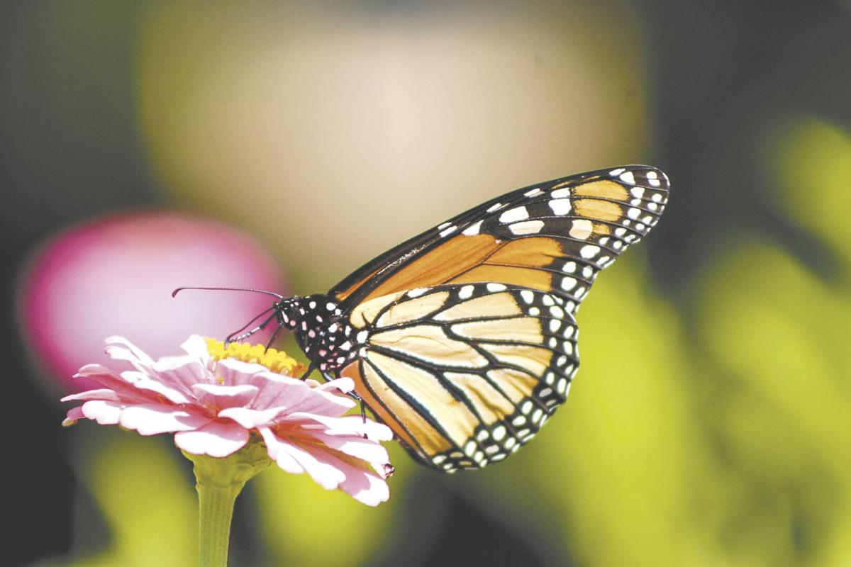 Monarchs And Milkweed Local Butterfly Lovers Raise Monarchs Spread Conservation Awareness News Murrayledger Com