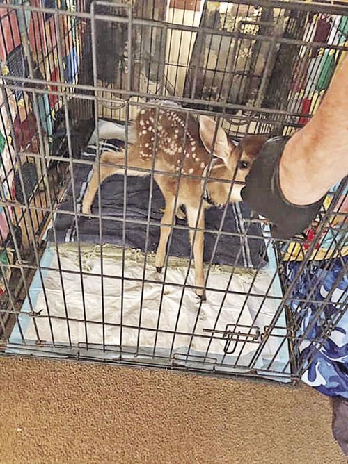 Seized fawn