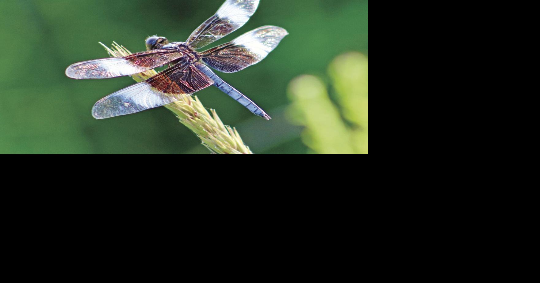 Cross Trekkings: I no longer fear the dragonfly | Sports ...