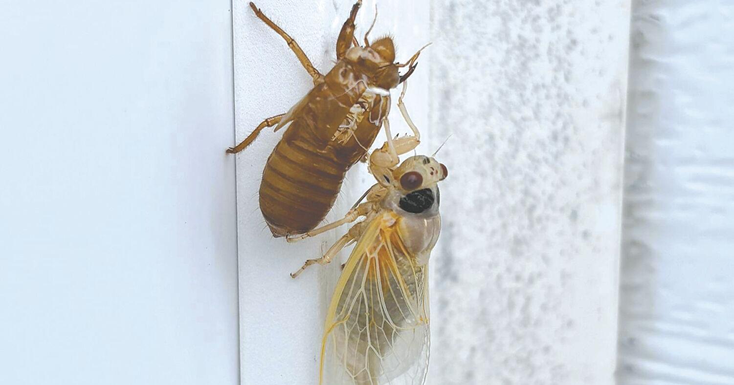 13-year cicadas beginning to surface in Kentucky - Vimarsana News