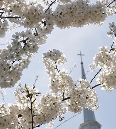 Happy Easter News Murrayledger Com Fine home displays multiple arm ornament display trees and stands for display of your antique and collectible ornaments. happy easter news murrayledger com