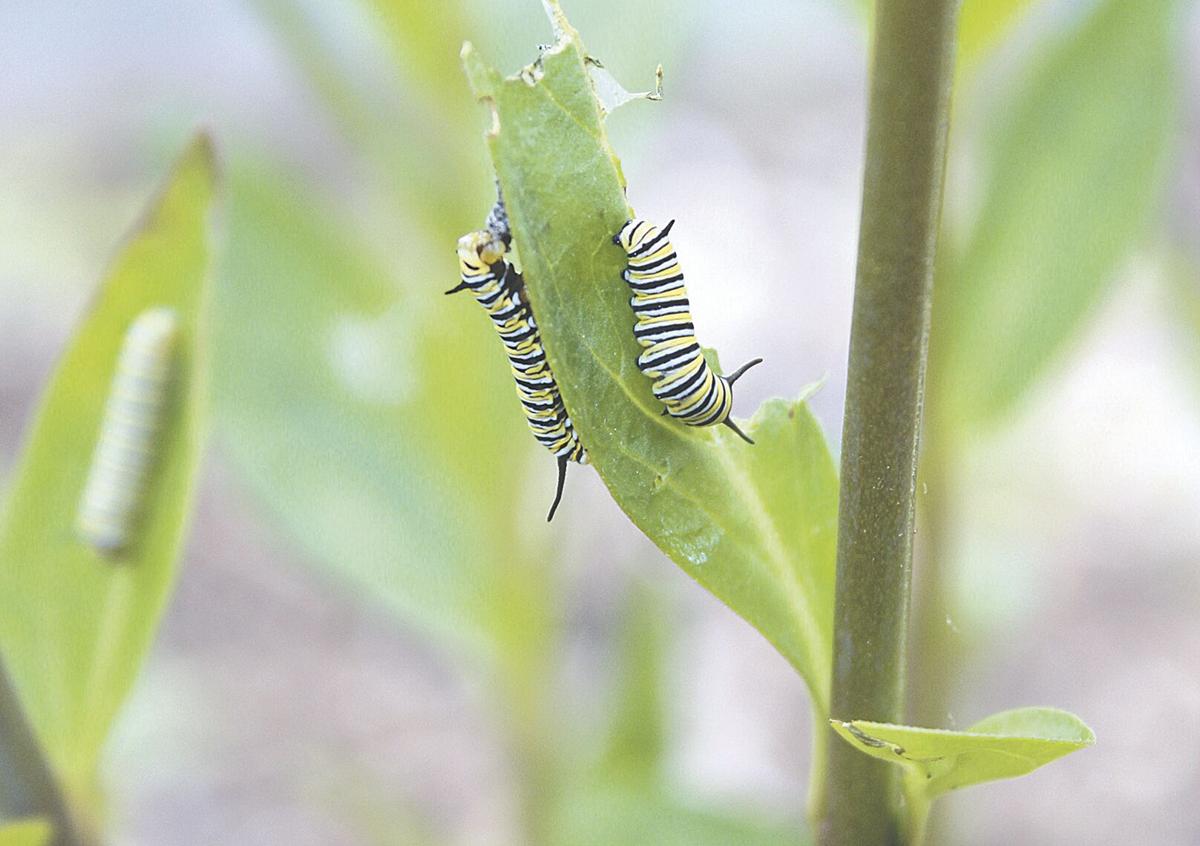 Monarchs And Milkweed Local Butterfly Lovers Raise Monarchs Spread Conservation Awareness News Murrayledger Com