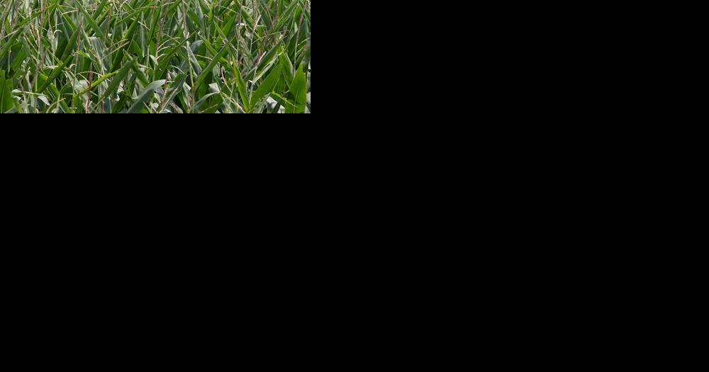 Iowa's ethanol production set new record in 2023, group says - Vimarsana News
