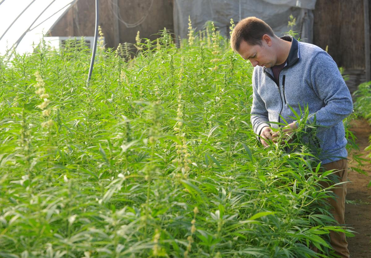Illinois Iowa Farmers Betting On The Future Of Hemp Local Muscatinejournal Com