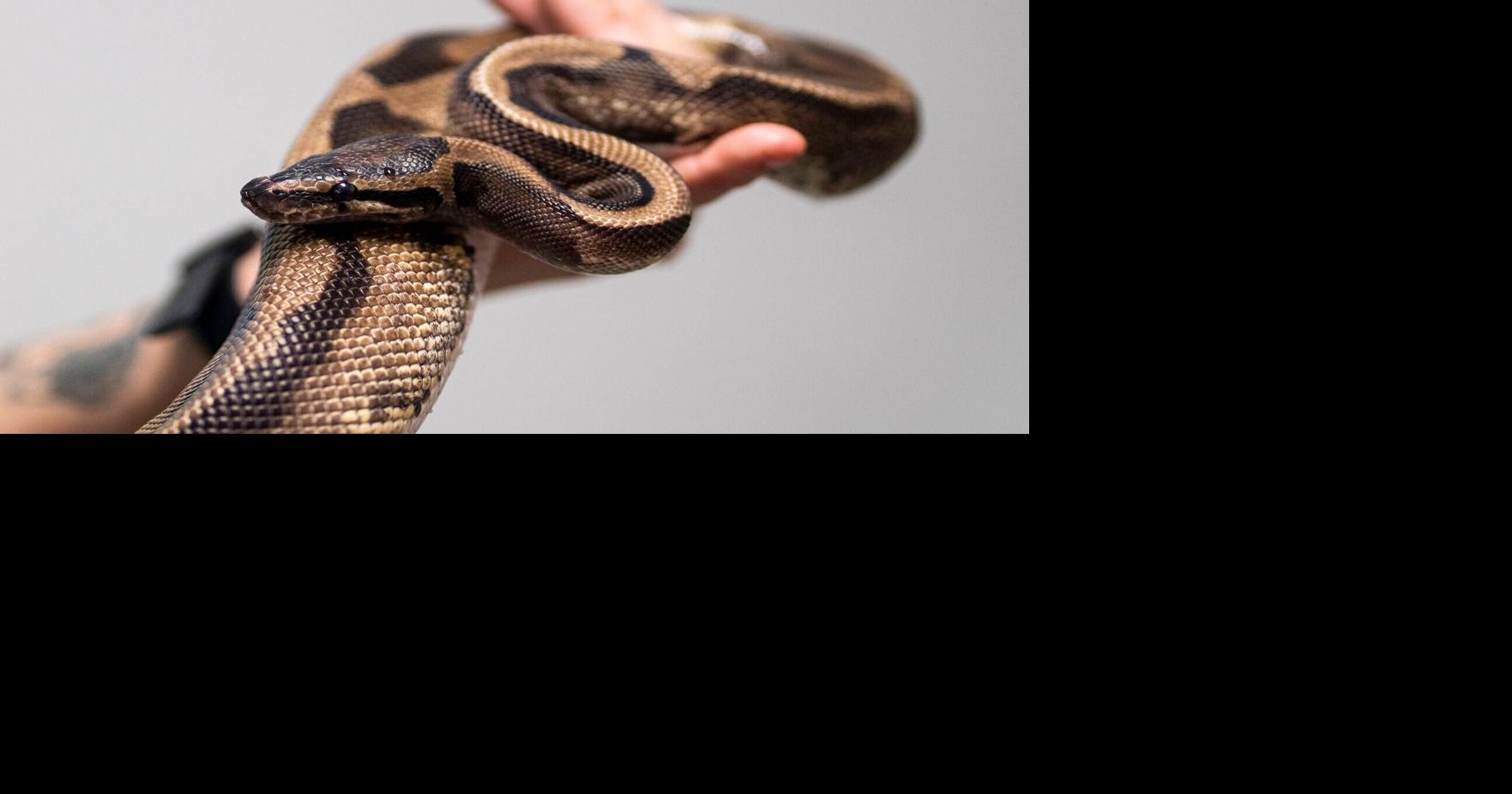 Muscatine City Council approves appeal to allow snake business