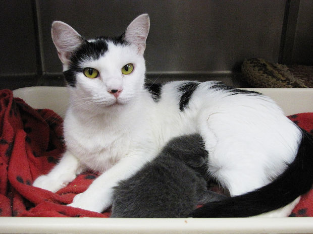 free kittens quad cities