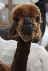 trespass alpaca bum bolsa