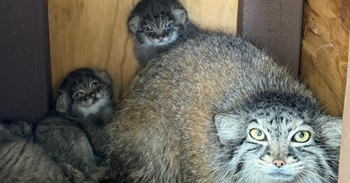 Niabi Zoo welcomes three Pallas' cat kittens in rare litter